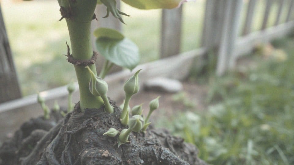 Dzikie pędy róży na pniu – jak je rozpoznać i skutecznie usuwać?