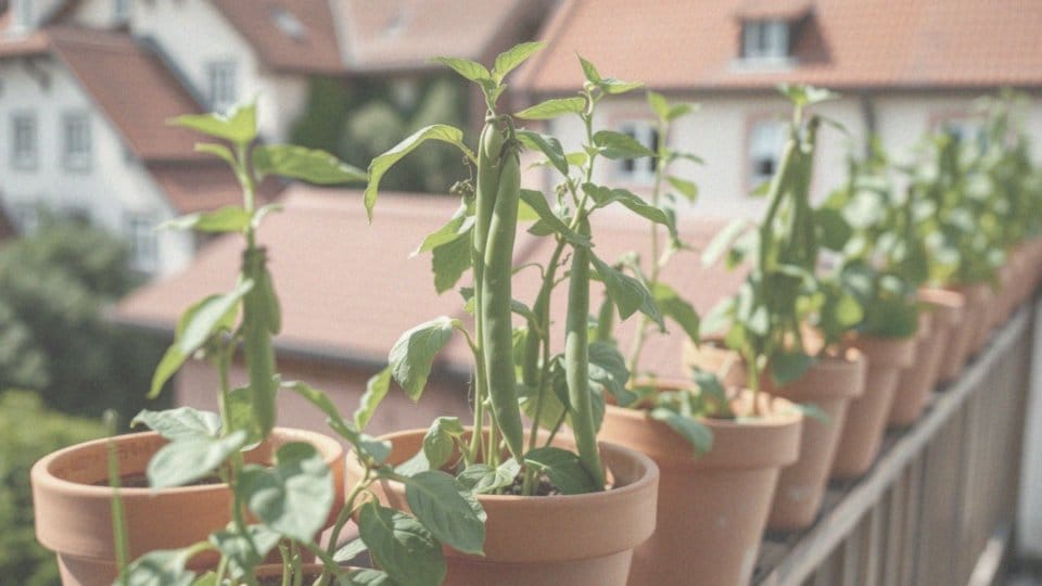 Fasolka szparagowa uprawa w doniczce – poradnik krok po kroku